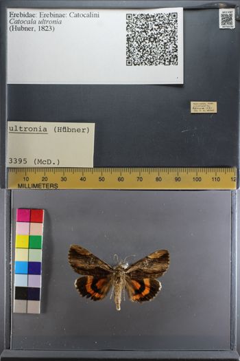 Media type: image;   Entomology 750190